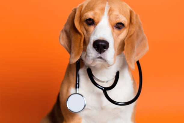 puppy:2rs-doctor= dog