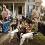 175 dogs saved from hoarder in gulfport miss. 2011