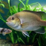 how many geophagus sveni and corydoras should be kept together